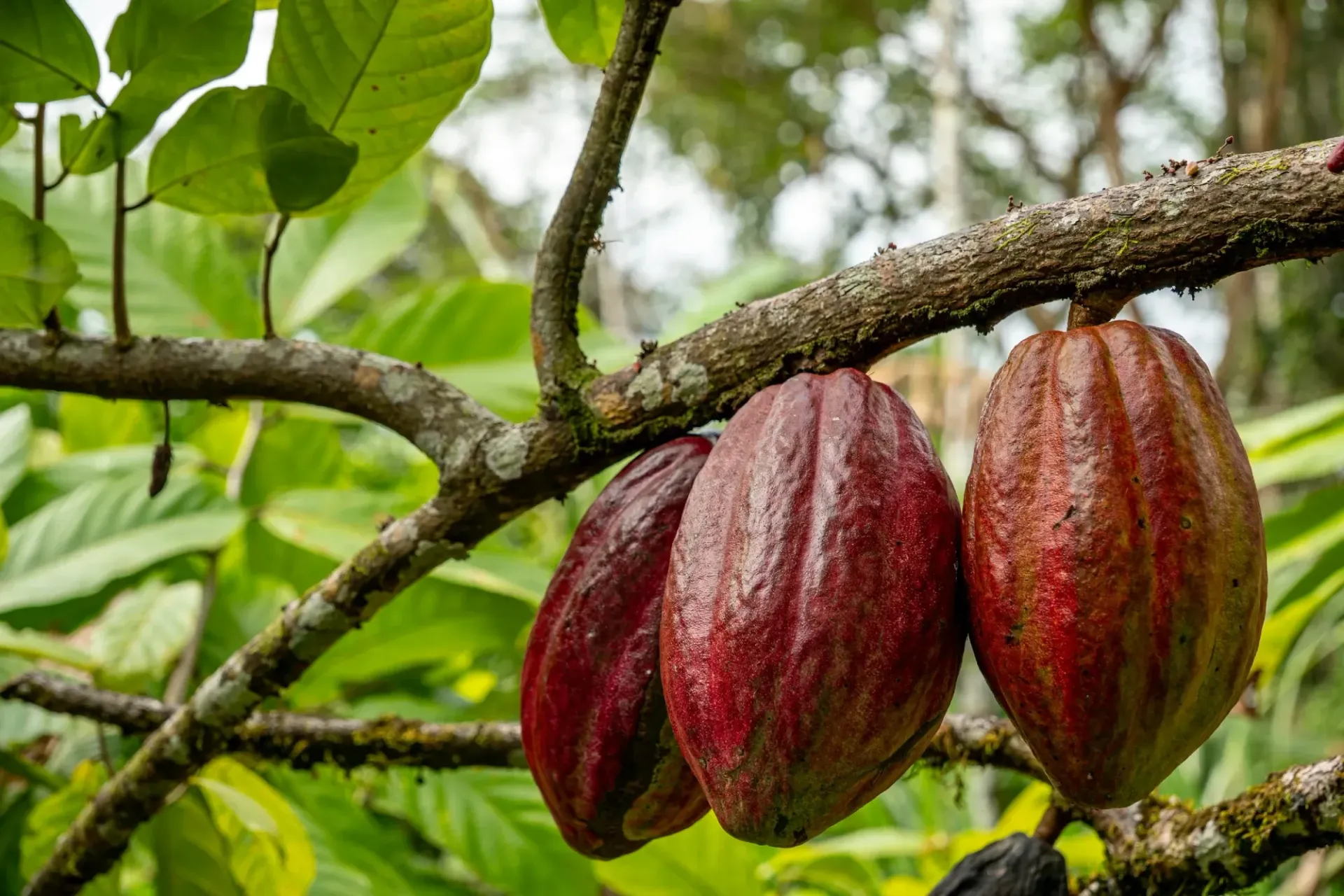 Chocolate plantation tour costa rica
