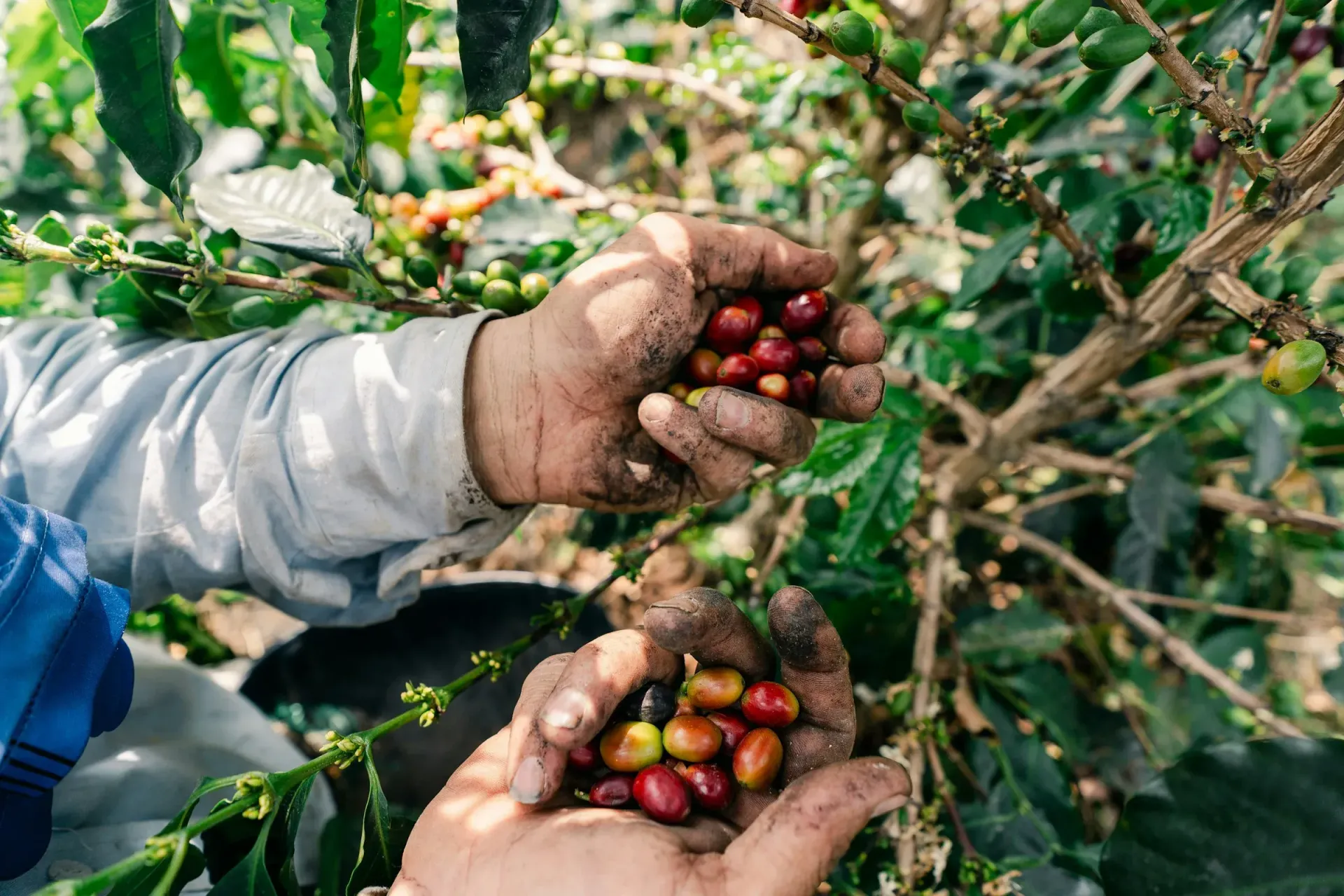 Plantation coffee tour costa rica