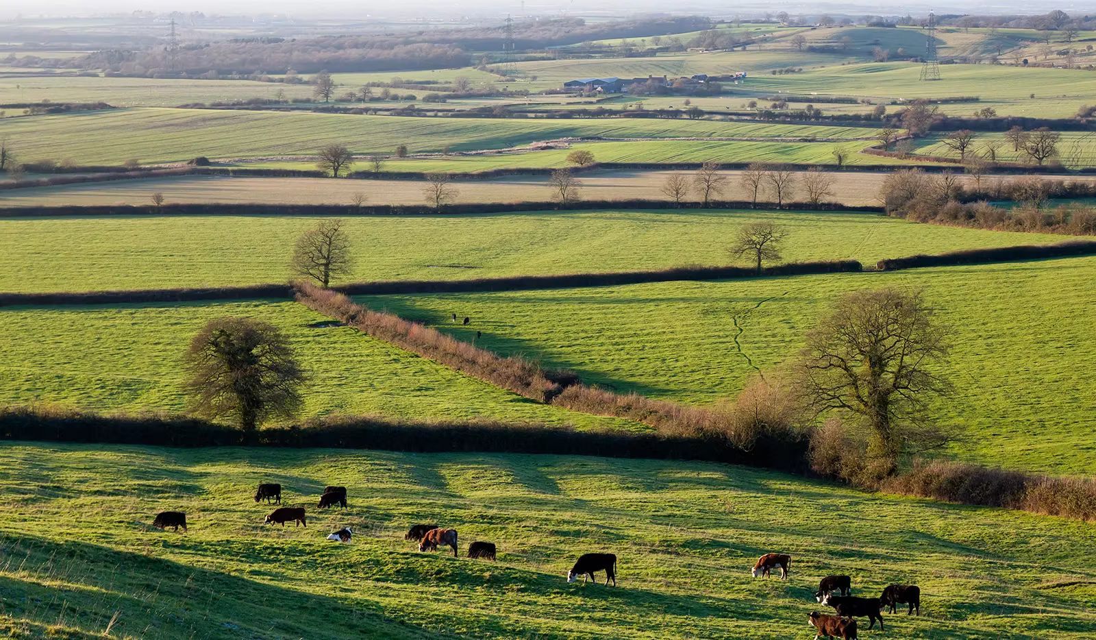 A herd of cows are grazing in a lush green field.