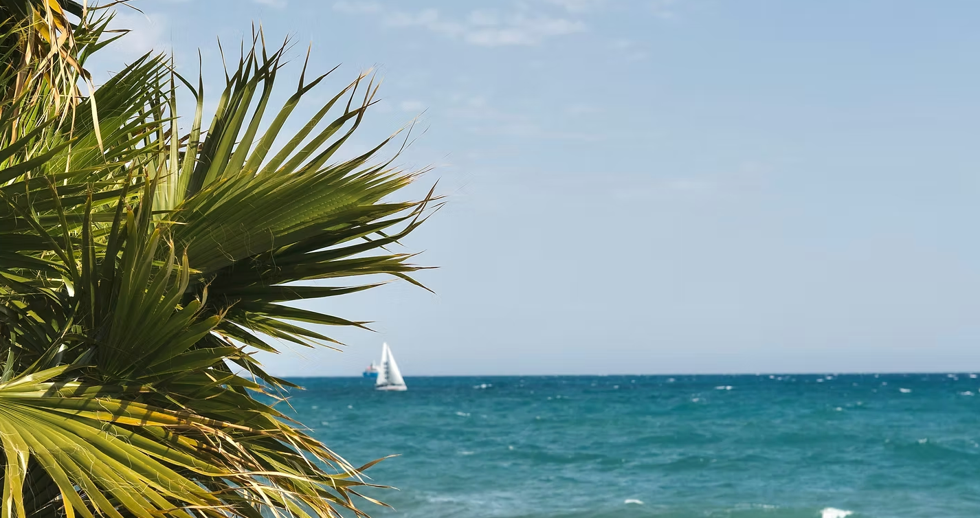 A palm tree stands in front of the ocean with a sailboat in the distance