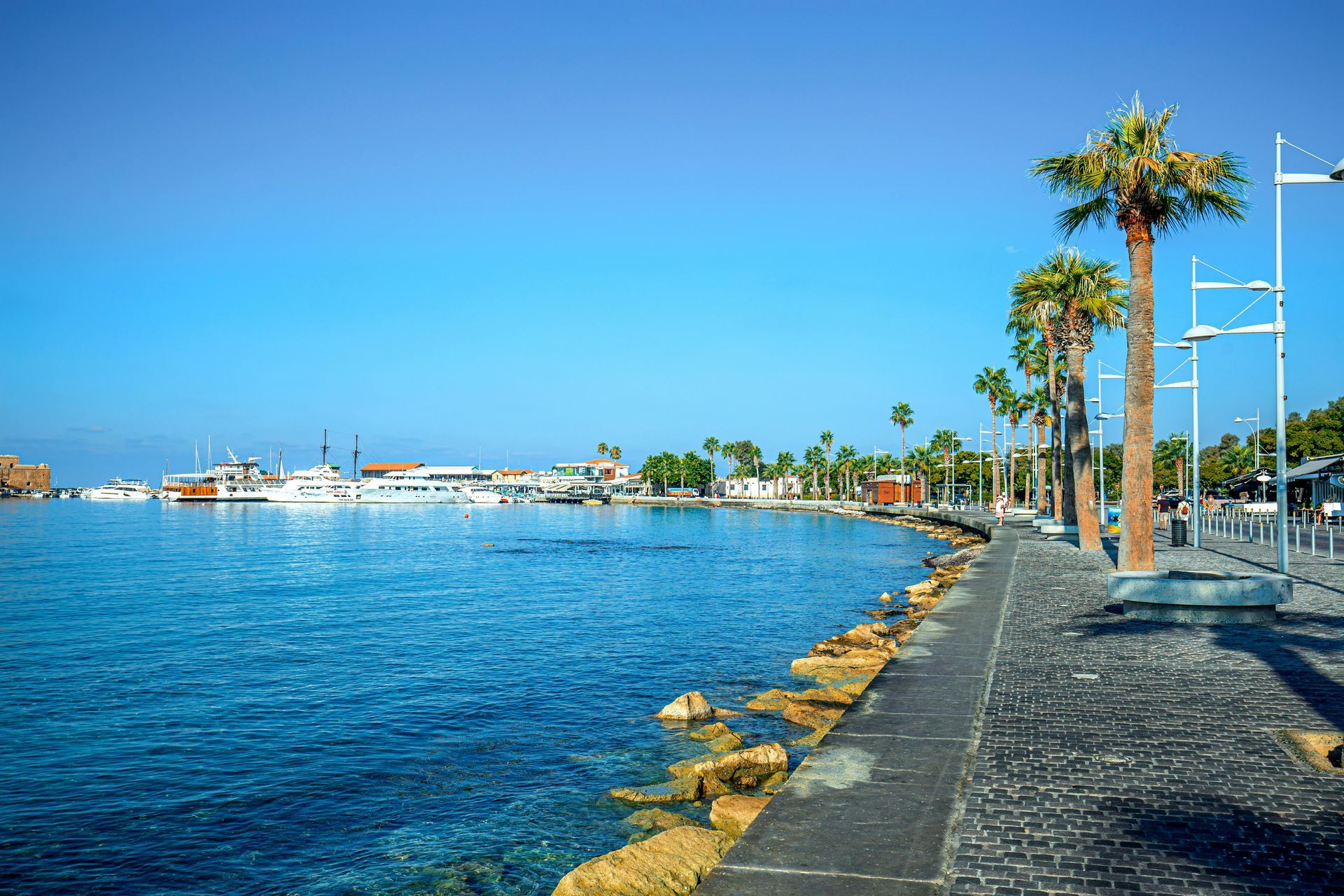 A row of palm trees along the shore of a body of water.