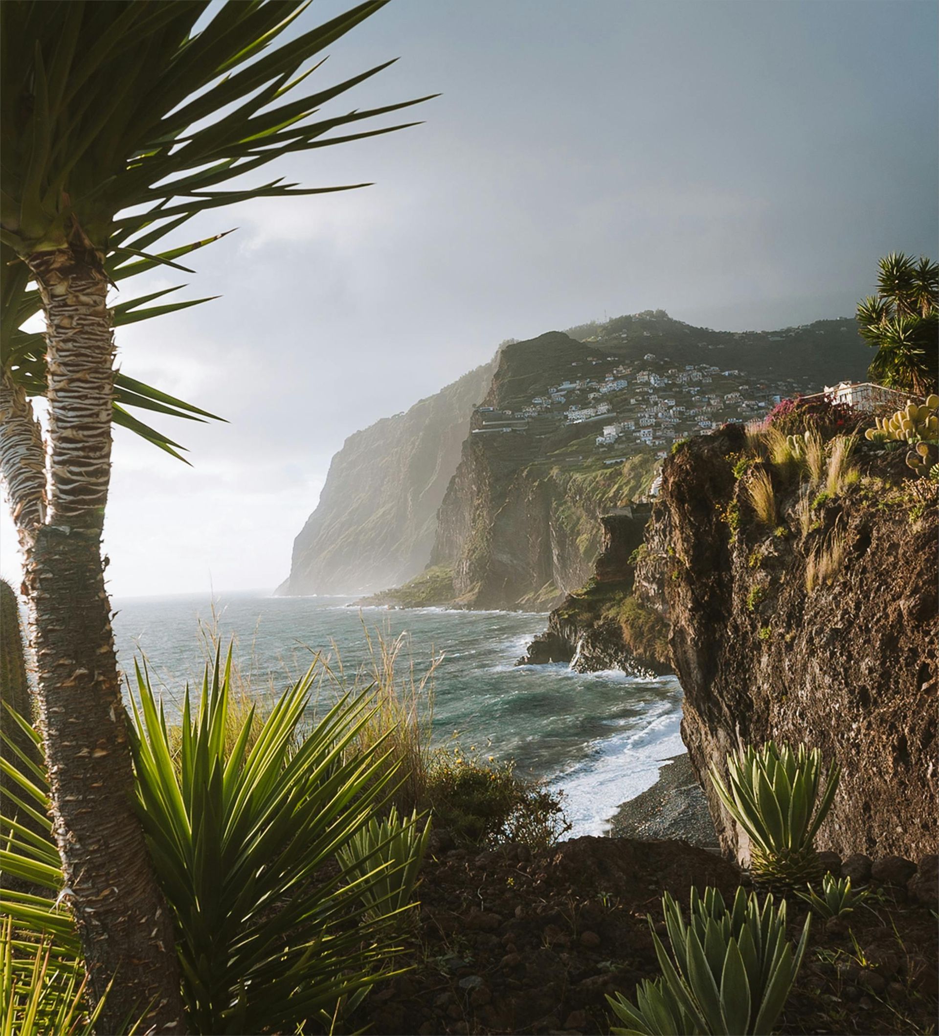 A cliff overlooking the ocean with palm trees in the foreground