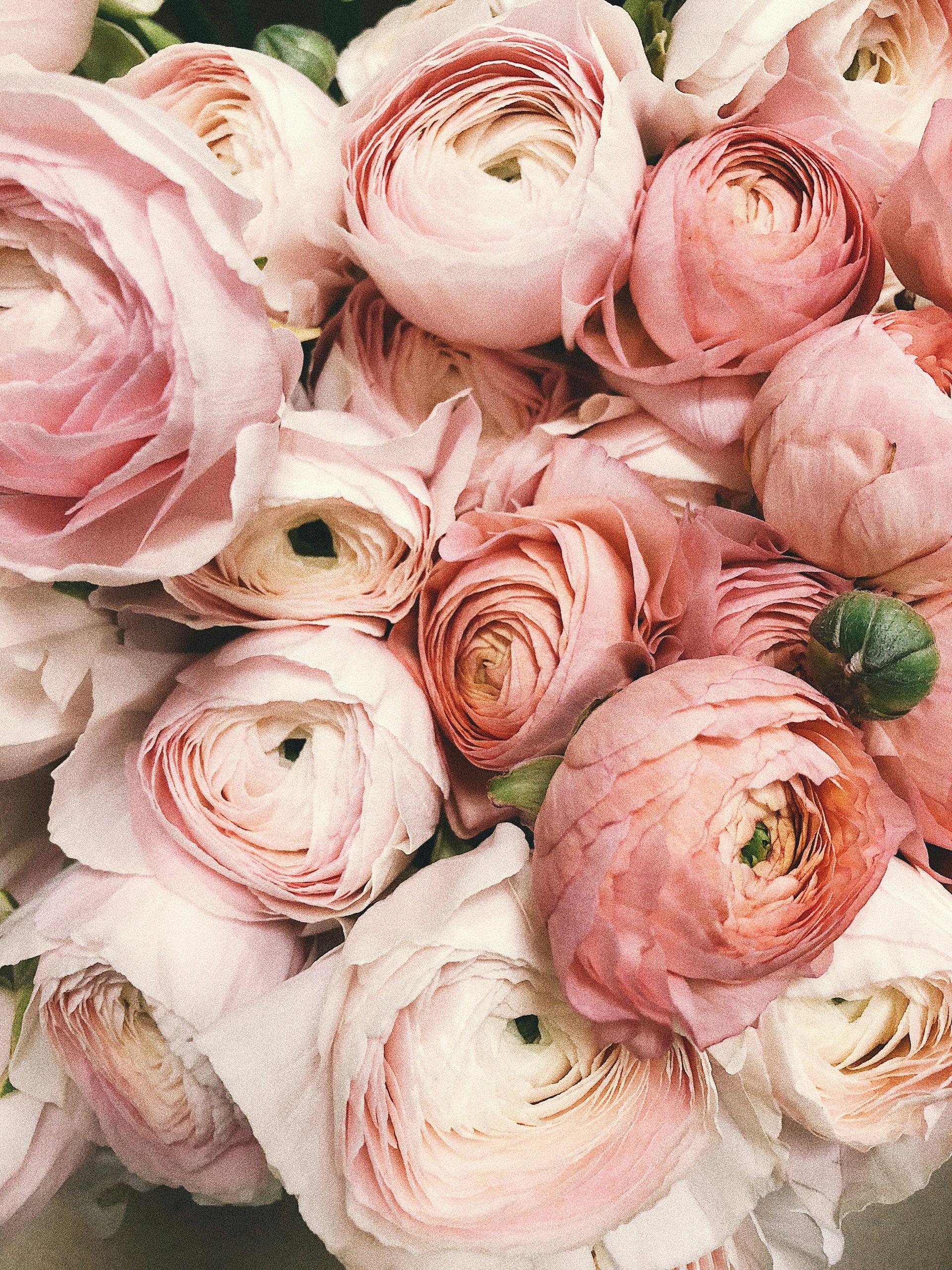 A close up of a bunch of pink flowers