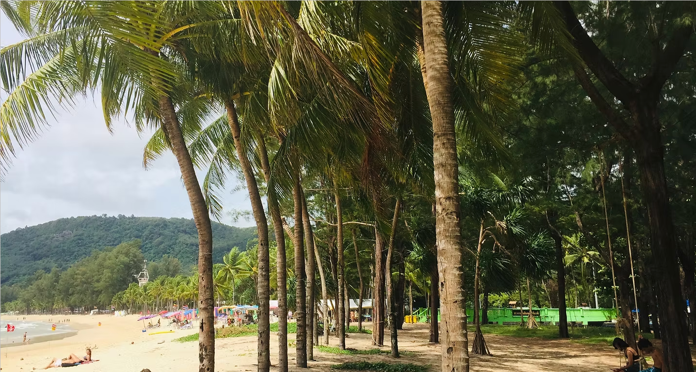 A row of palm trees on a beach with mountains in the background.