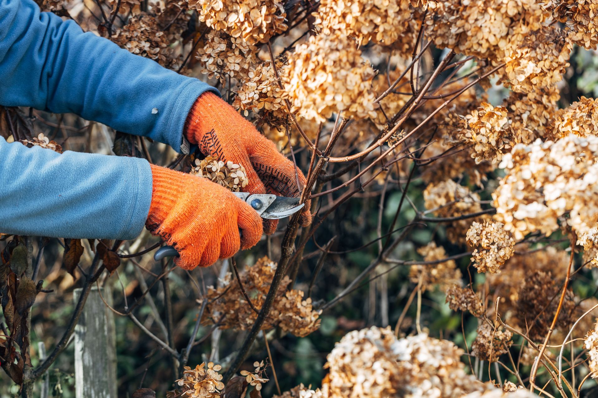 Une personne portant des gants orange taille un hortensia séché avec un sécateur à l'extérieur.