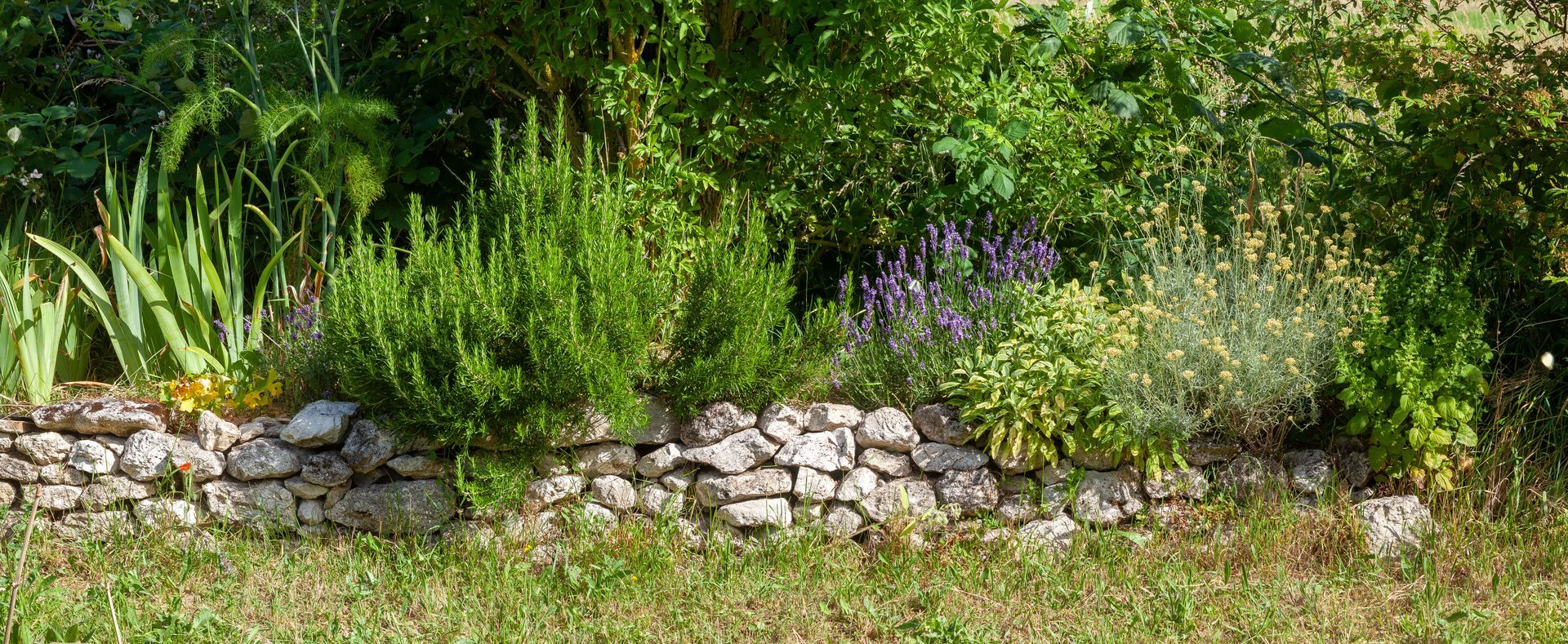 Mur en pierre dans un jardin, avec diverses plantes et feuillages verts. Herbe verte au premier plan.