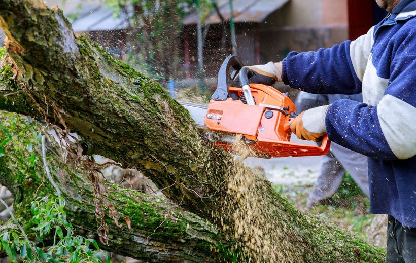 Une personne utilise une tronçonneuse pour couper un arbre. Tronçonneuse orange, copeaux de bois, en extérieur.