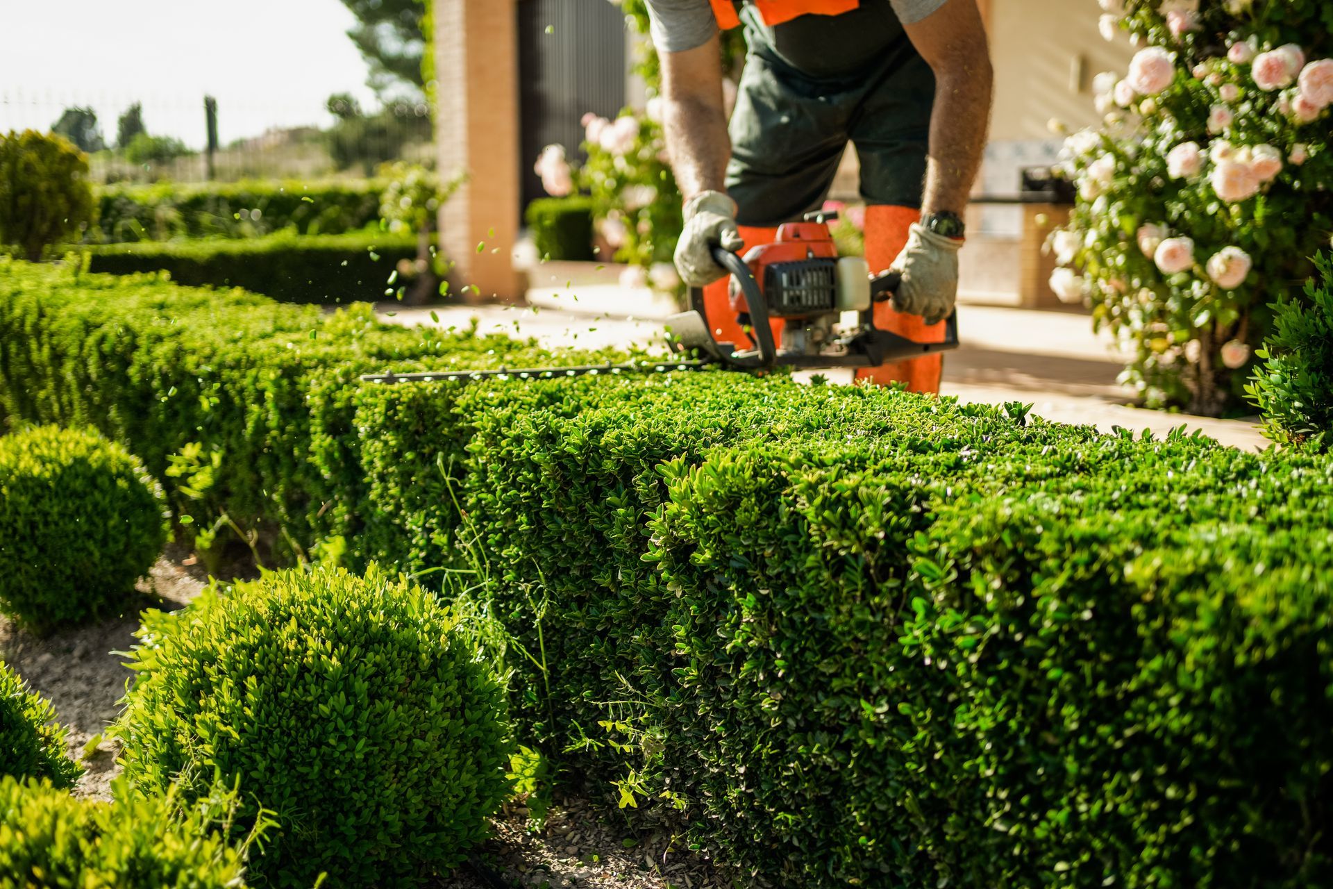 Un jardinier taille une haie avec un taille-haie électrique orange et noir dans un jardin bien entretenu.