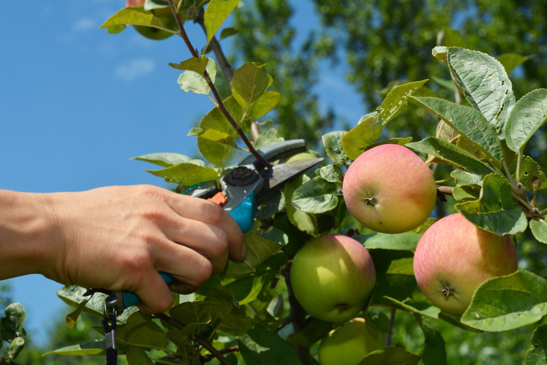 Une personne taille une branche de pommier avec un sécateur à manche bleu près de pommes mûres. Ciel bleu.