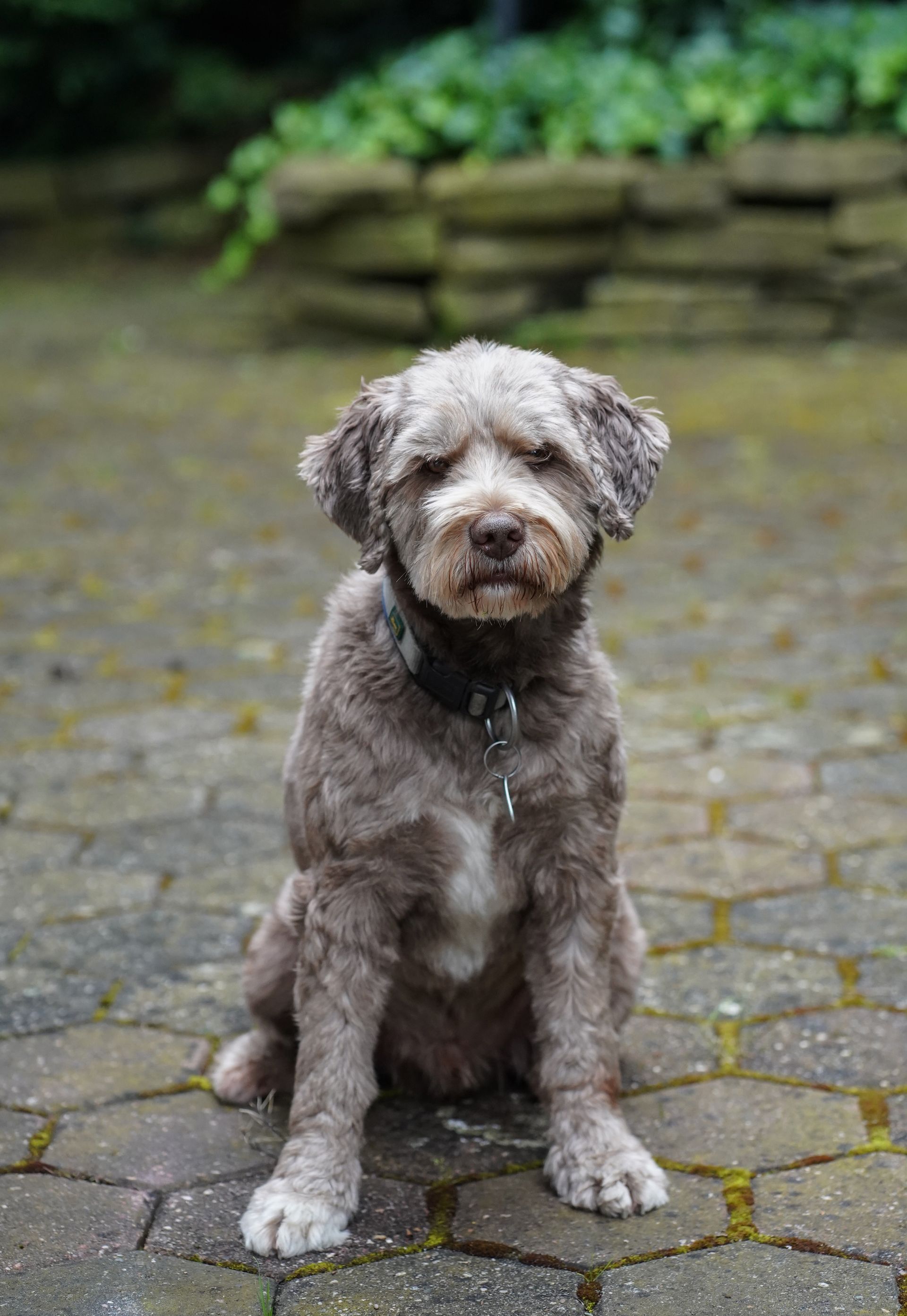 Ein kleiner Hund sitzt auf einem Gehweg aus Ziegeln und schaut in die Kamera.