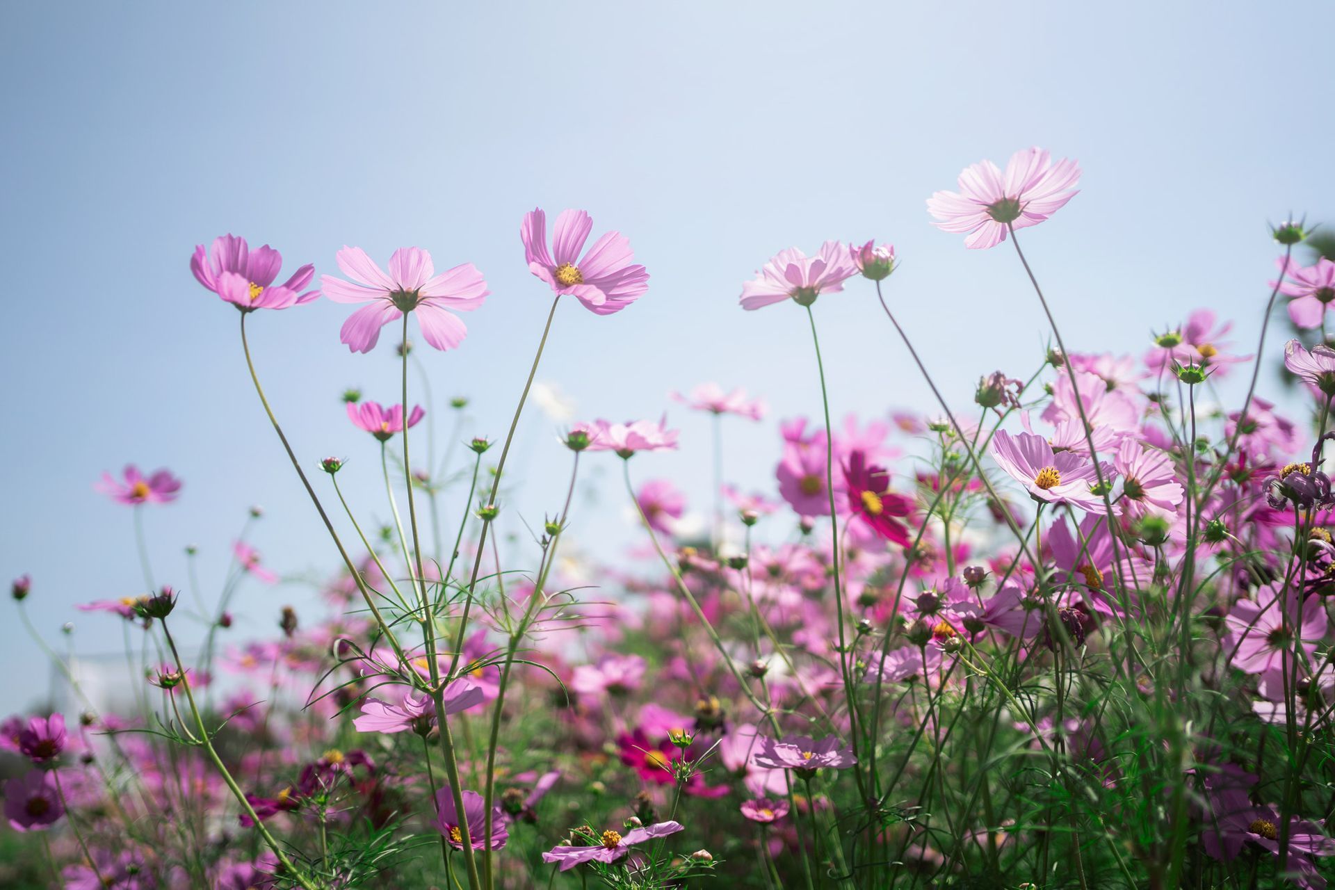 Rosa Kosmeenblüten vor hellblauem Himmel, Sonnenlicht scheint durch die Blütenblätter.