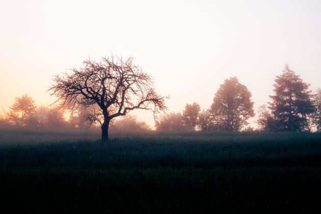 Nebliger Sonnenaufgang über einer grasbewachsenen Wiese mit silhouettenhaften Bäumen und einem einsamen kahlen Baum