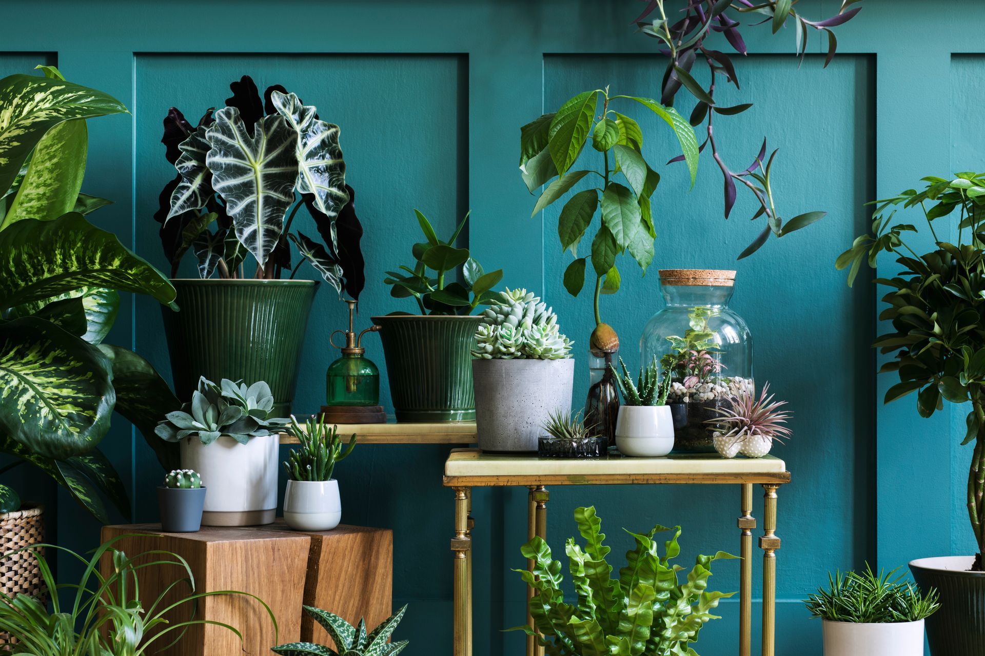 Variété de plantes en pot dans des tons de vert contre un mur bleu sarcelle avec une table d'appoint dorée.