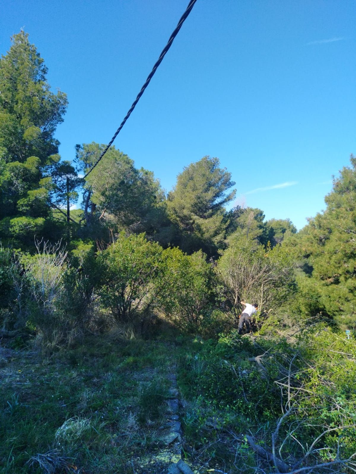 Défrichage d'une parcelle