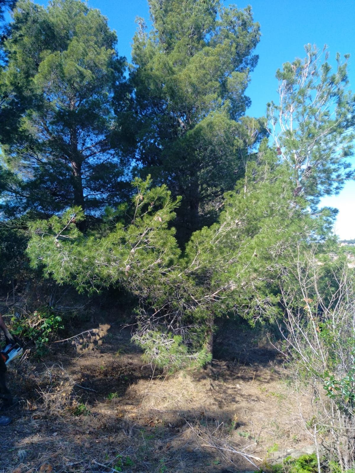 Entretien d'une parcelle