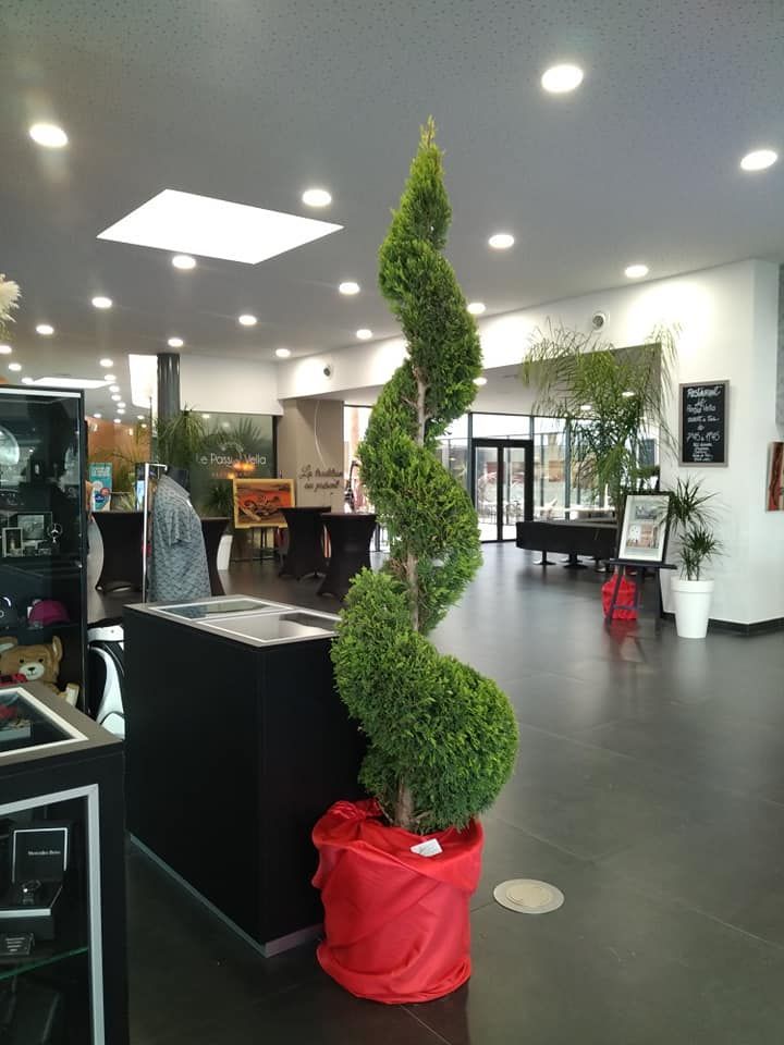 Plante taillée dans un bureau