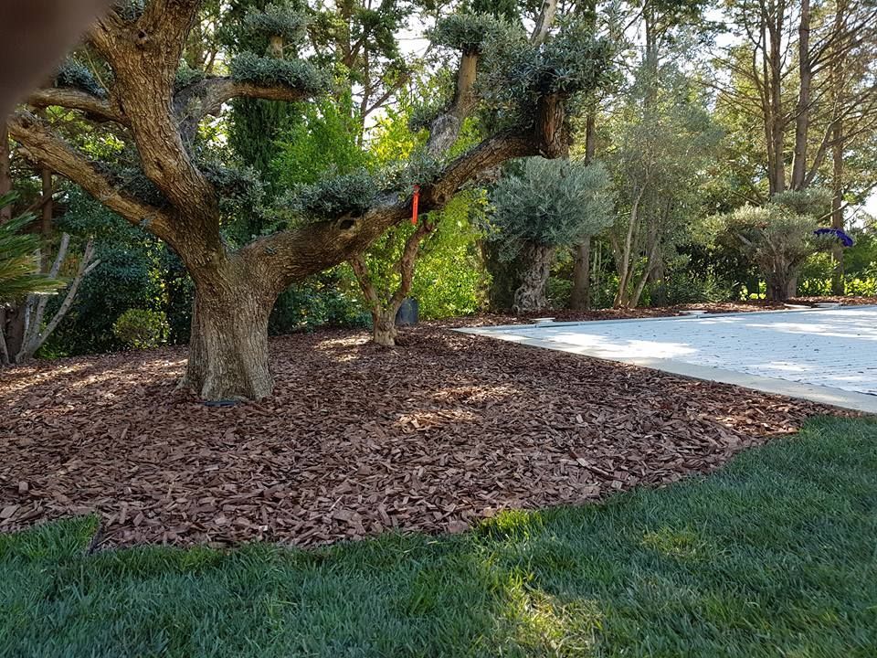Jardin avec un arbre et une terrasse