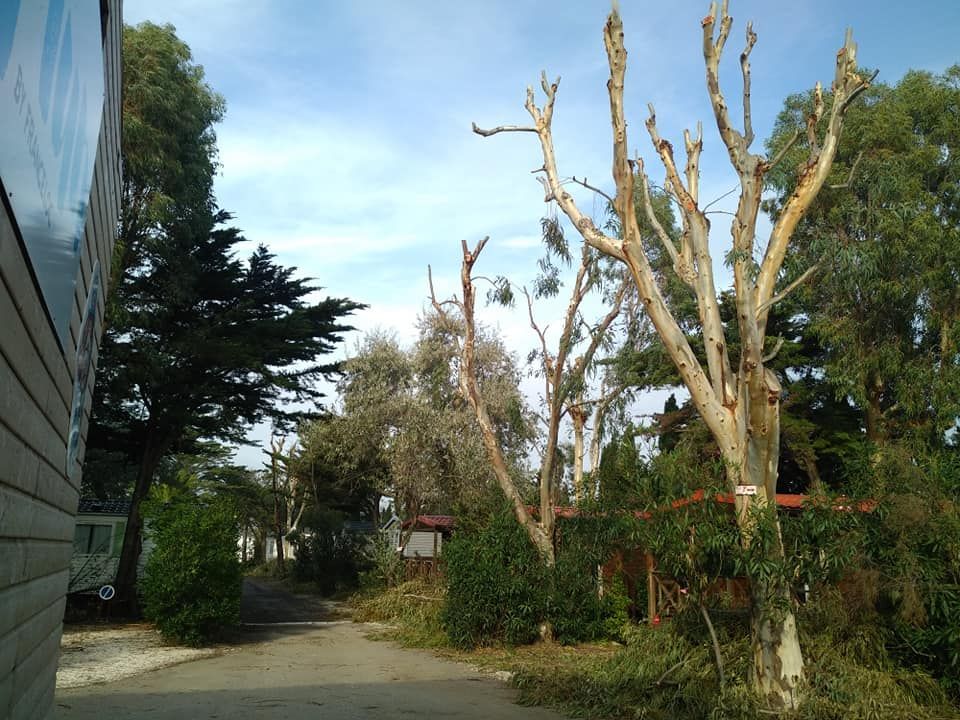 Arbres taillés dans un camping avec des mobil-home