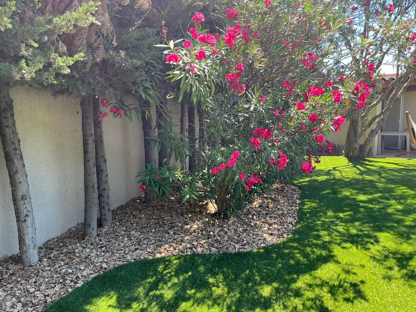 Laurier fleuri dans un jardin amménagé