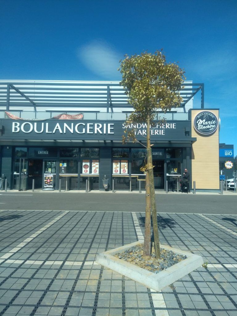 Arbre planté devant une boulangerie