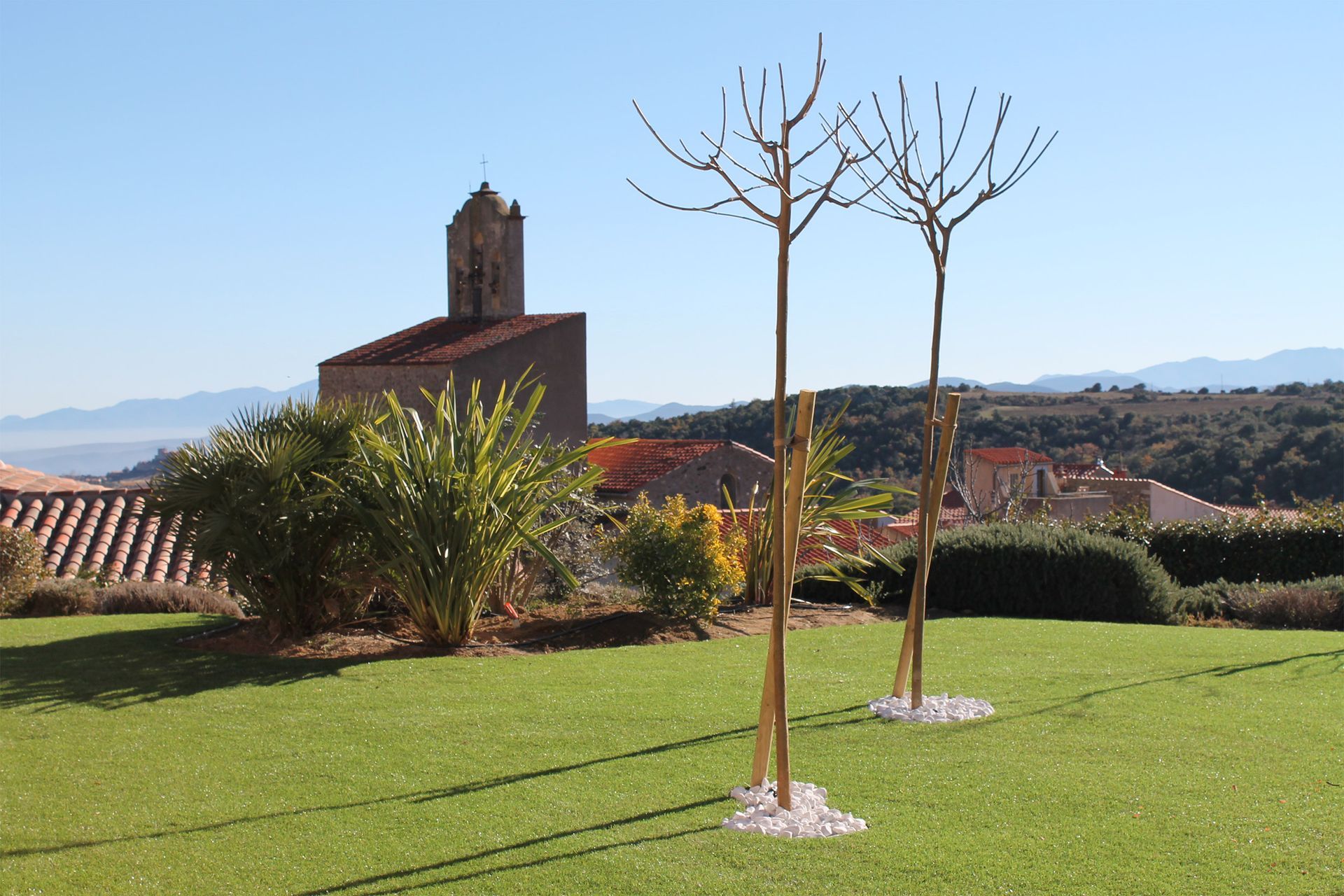 Jardin avec deux arbustes plantés