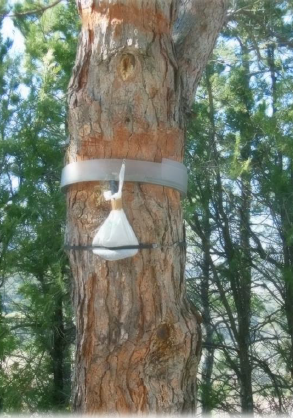 Éradication des espèces invasives