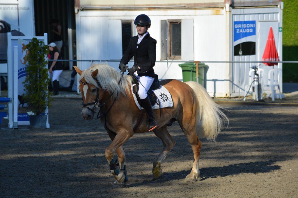 Haflingerverein Freiburg