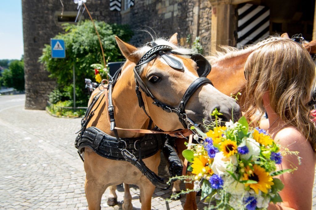 Haflingerverein Freiburg