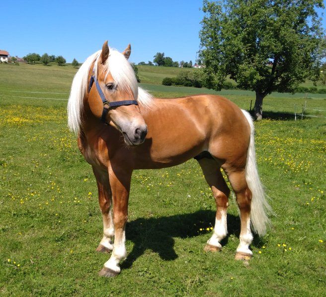 Haflingerverein Freiburg