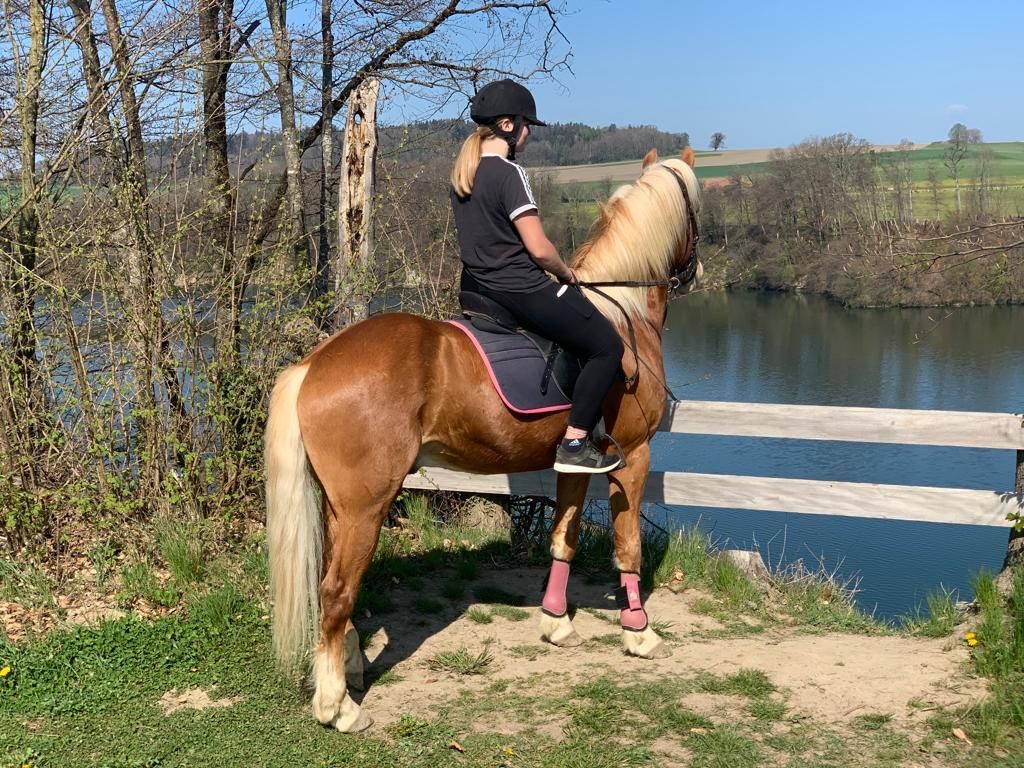 Haflingerverein Freiburg