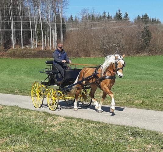 Haflingerverein Freiburg