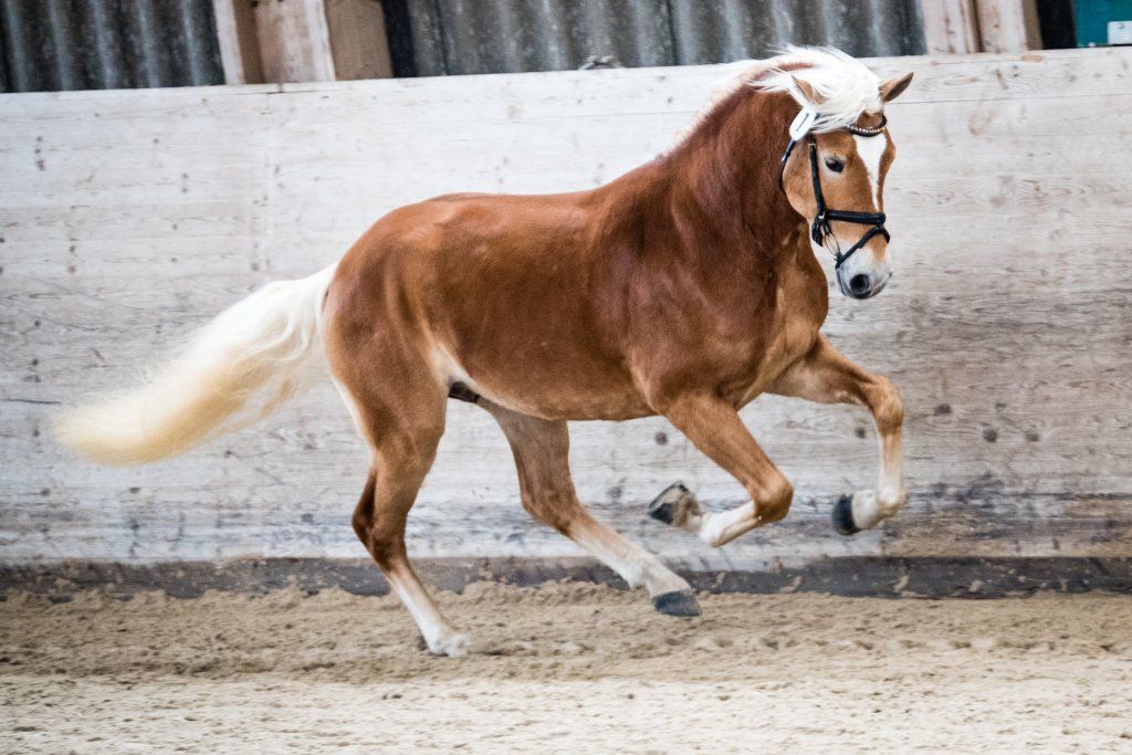 Haflingerverein Freiburg