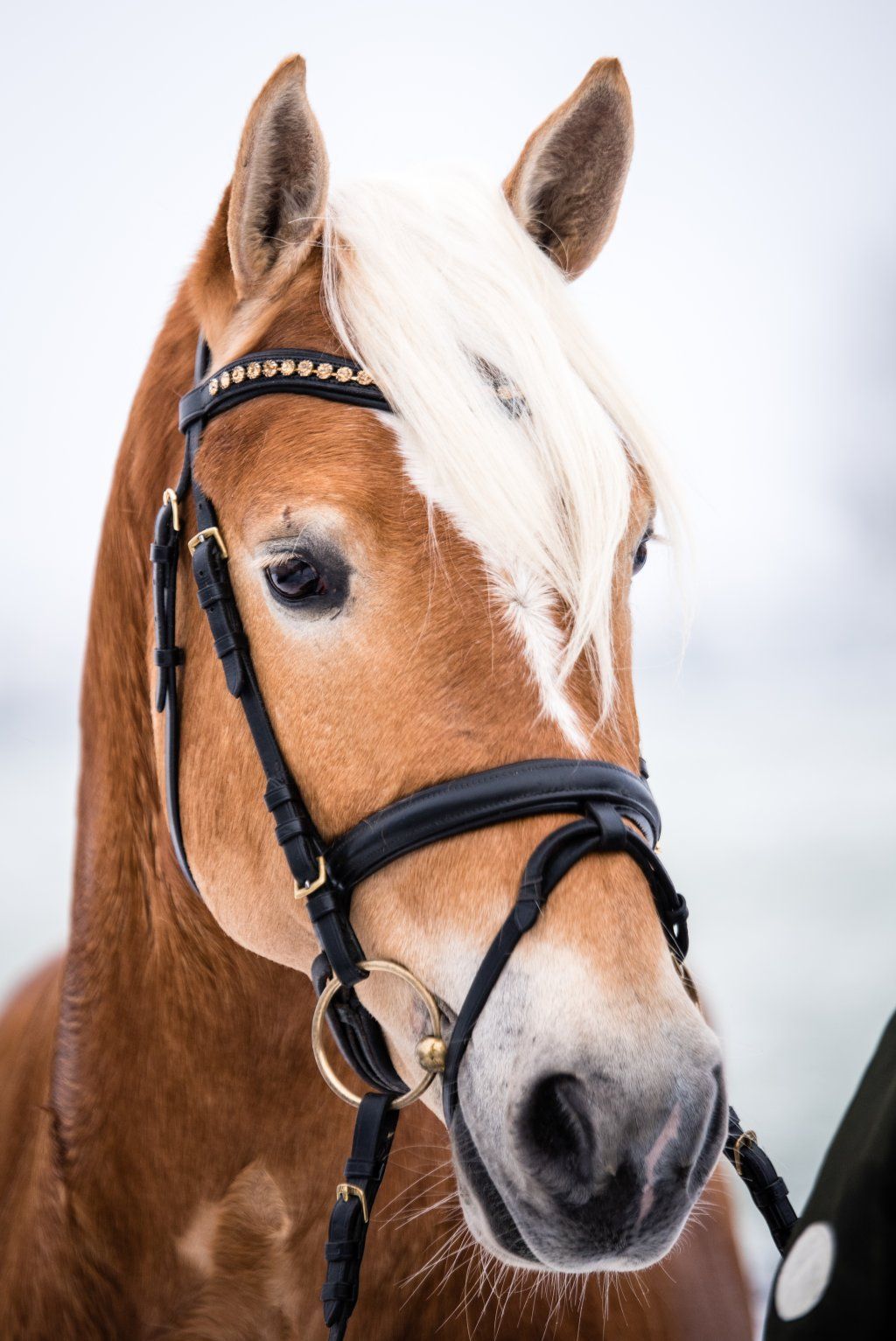 Haflingerverein Freiburg