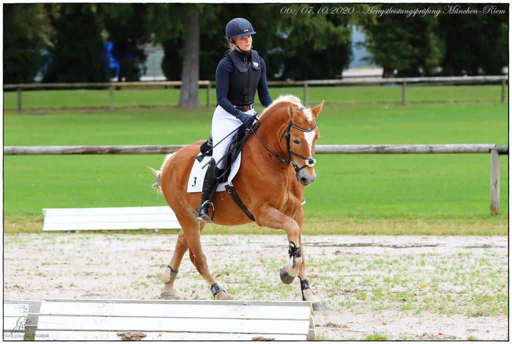 Haflingerverein Freiburg