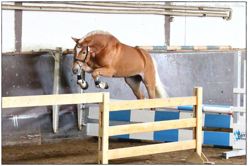 Haflingerverein Freiburg