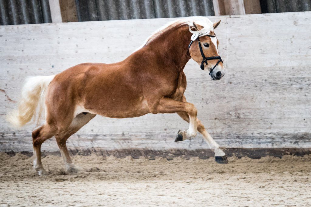 Haflingerverein Freiburg