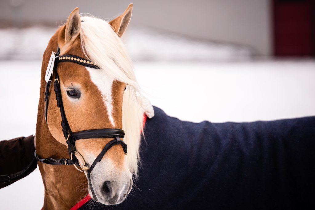 Haflingerverein Freiburg
