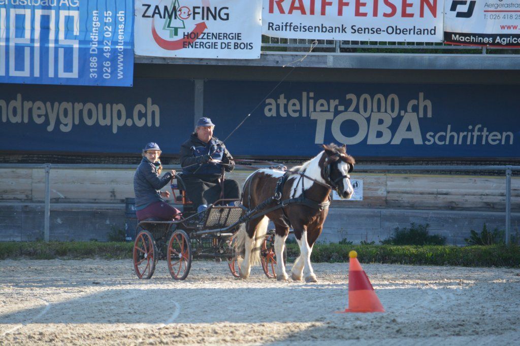 Haflingerverein Freiburg