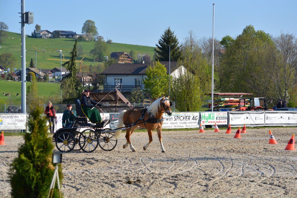 Haflingerverein Freiburg