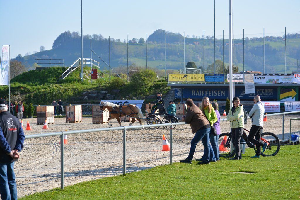 Haflingerverein Freiburg