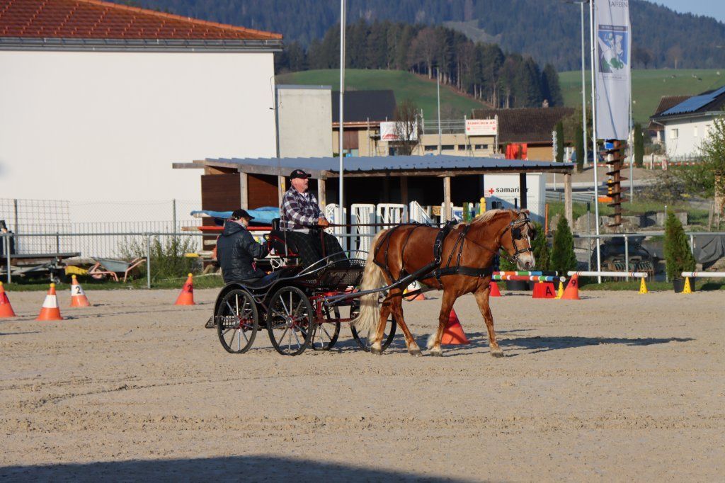 Haflingerverein Freiburg