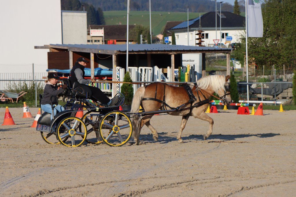 Haflingerverein Freiburg