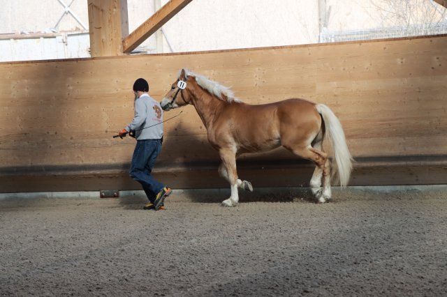 Haflingerverein Freiburg