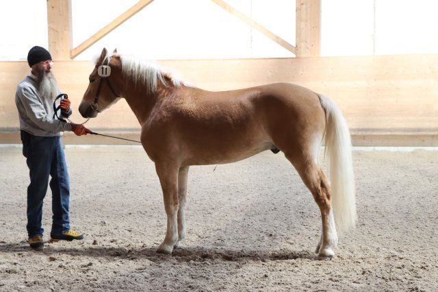 Haflingerverein Freiburg