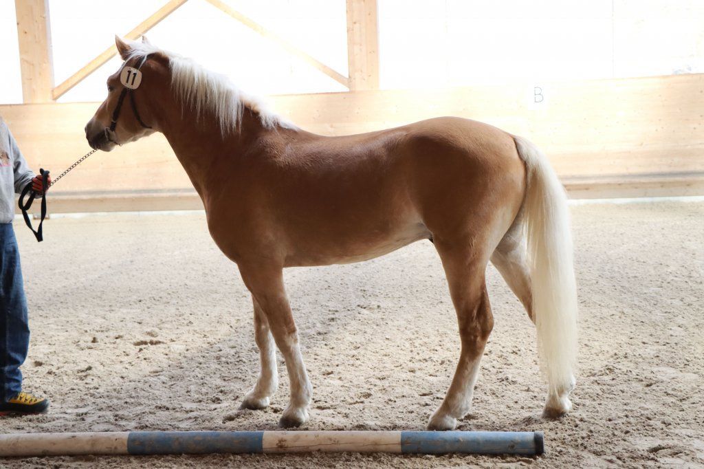 Haflingerverein Freiburg