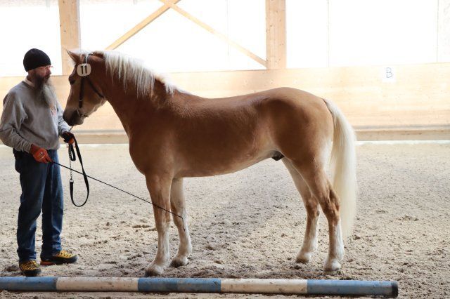 Haflingerverein Freiburg