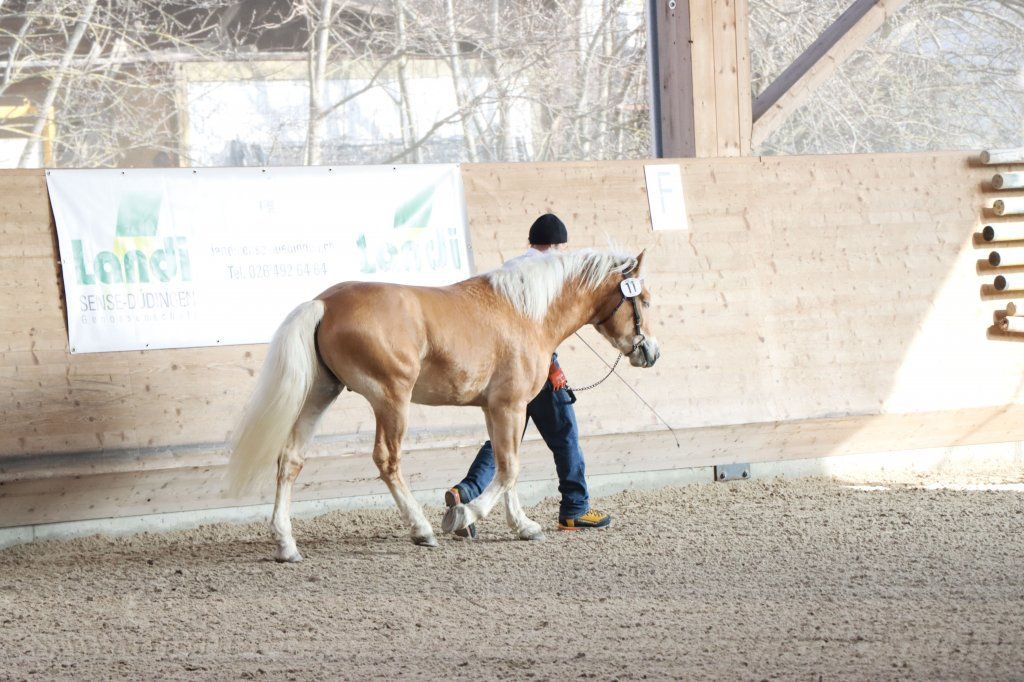 Haflingerverein Freiburg