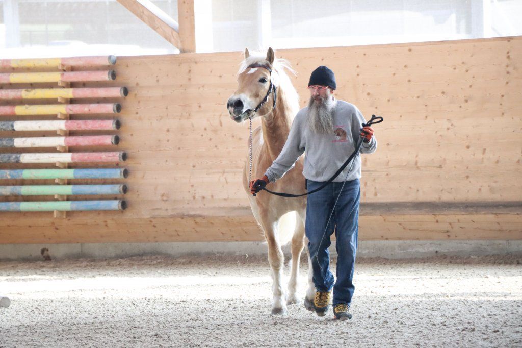 Haflingerverein Freiburg