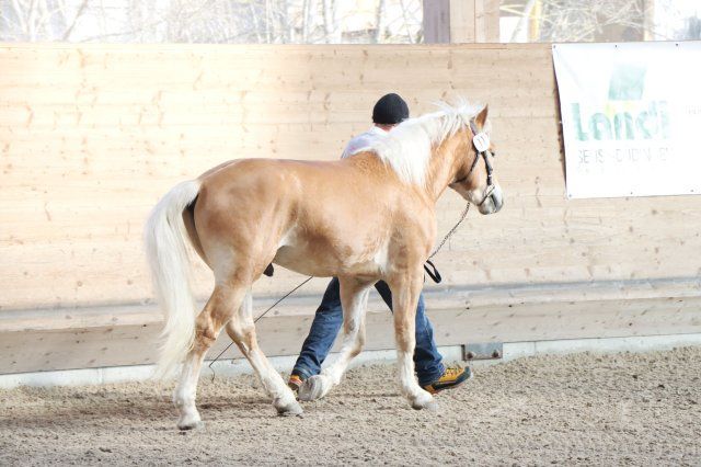 Haflingerverein Freiburg