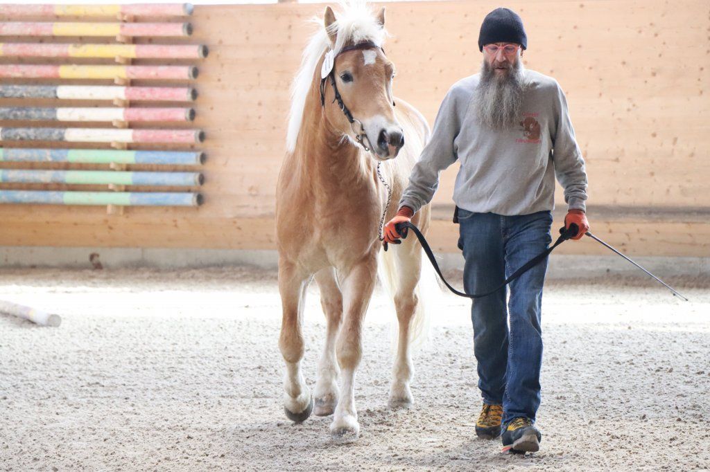 Haflingerverein Freiburg